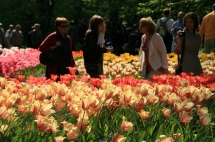 네델란드 꽃 축제(5월) 