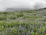 Fire & Ice 아이슬란드의 식물 외래종 루팡 